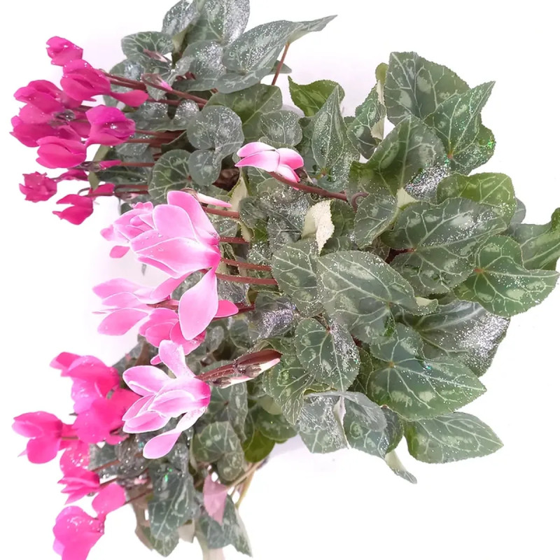 Mini cyclamen pack x 3 - Cyclamen | Achat direct au producteur