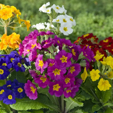 Primula elatior - Primevère élevée | Achat direct au producteur