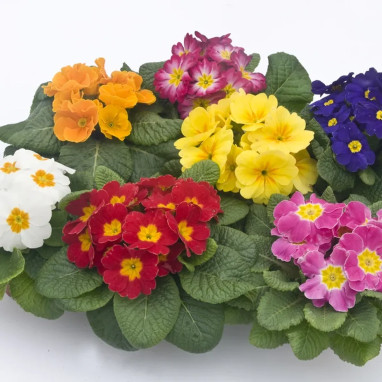 Primula acaulis - Primevère acaule | Achat direct au producteur