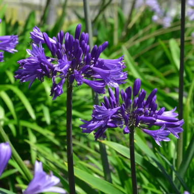 Agapanthe Back in Black - Agapanthus | Achat direct au producteur