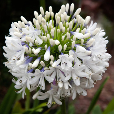 Agapanthe 'Twister' - Agapanthus | Achat direct au producteur