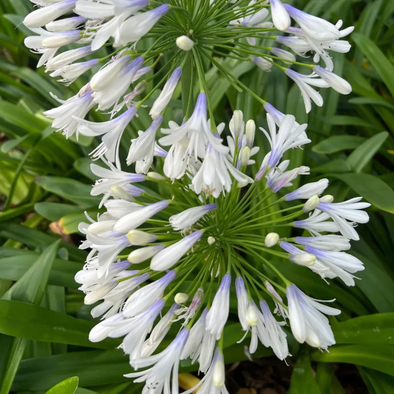 Agapanthe 'Twister' - Agapanthus | Achat direct au producteur
