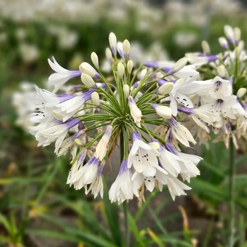 Agapanthe 'Twister' - Agapanthus | Achat direct au producteur