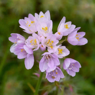 Allium roseum - Ail rose | Achat direct au producteur
