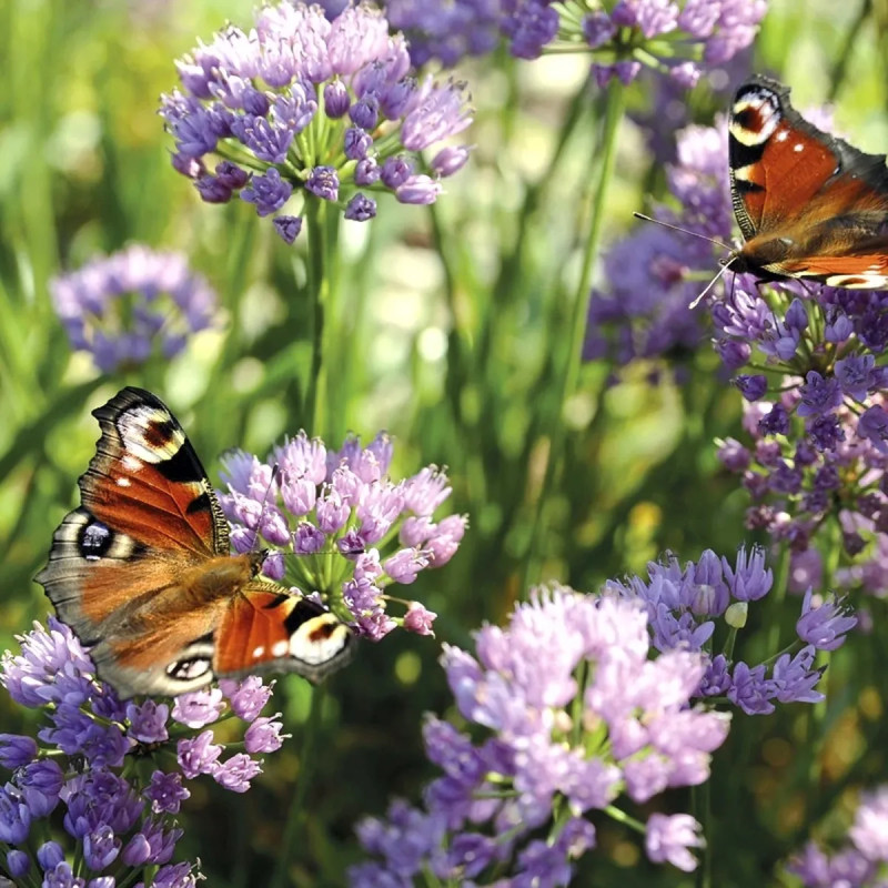 Allium roseum - Ail rose | Achat direct au producteur