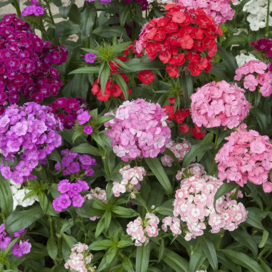 Oeillet de poète 'Diabunda Mix' - Dianthus | Achat producteur