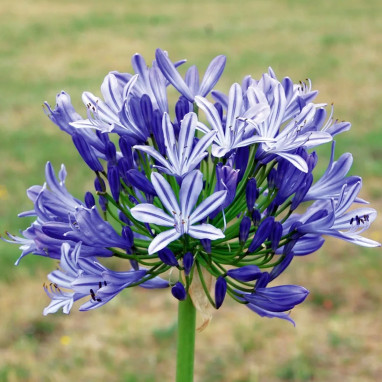 Agapanthe Bleue - Lis du Nil - Agapanthus | Achat producteur