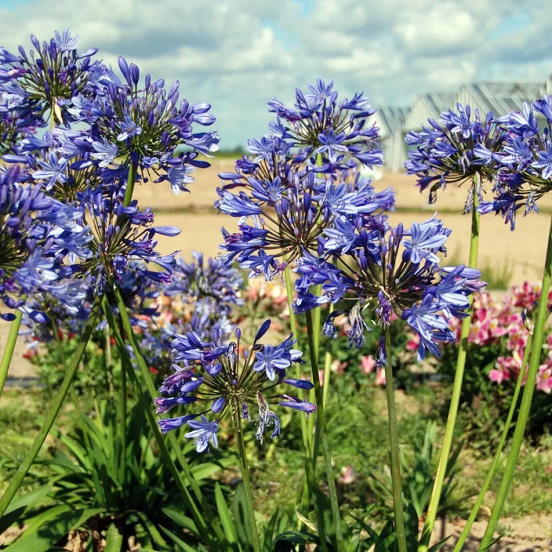 Agapanthe Bleue - Lis du Nil - Agapanthus | Achat producteur