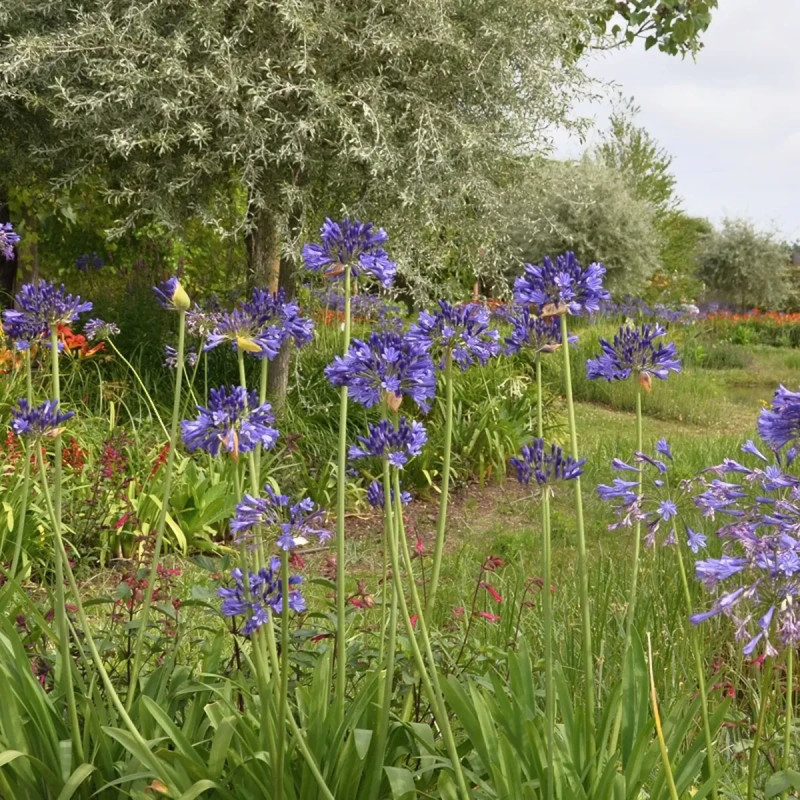 Agapanthe Bleue - Lis du Nil - Agapanthus | Achat producteur