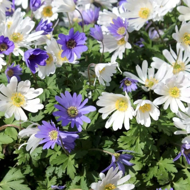 Anémone de Grèce Bleue - Anemone blanda | Achat direct au producteur