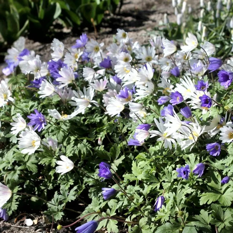 Anémone de Grèce Bleue - Anemone blanda | Achat direct au producteur