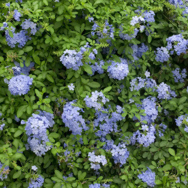 Plumbago vivace - Ceratostigma | Achat direct au producteur