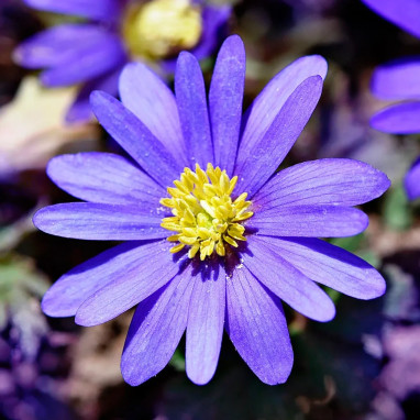 Anémone blanda 'Blue Shades' - Anemone | Achat direct au producteur