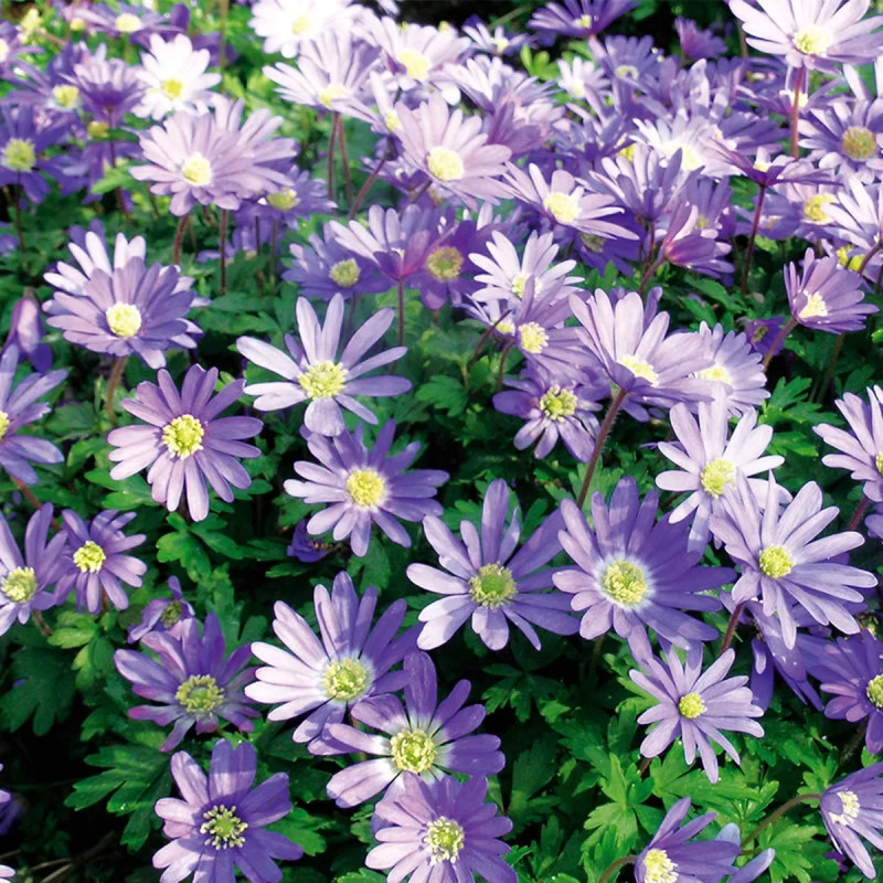 Anémone blanda 'Blue Shades' - Anemone | Achat direct au producteur