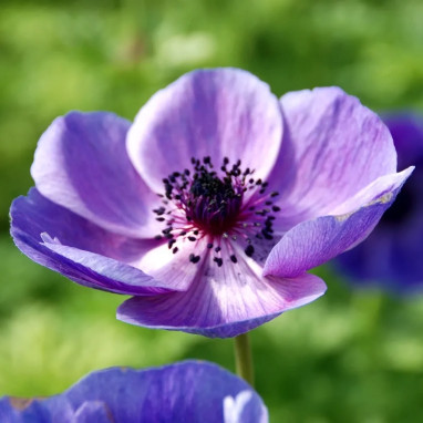 Anémone 'Mr. Fokker' - Anemone coronaria | Achat direct au producteur