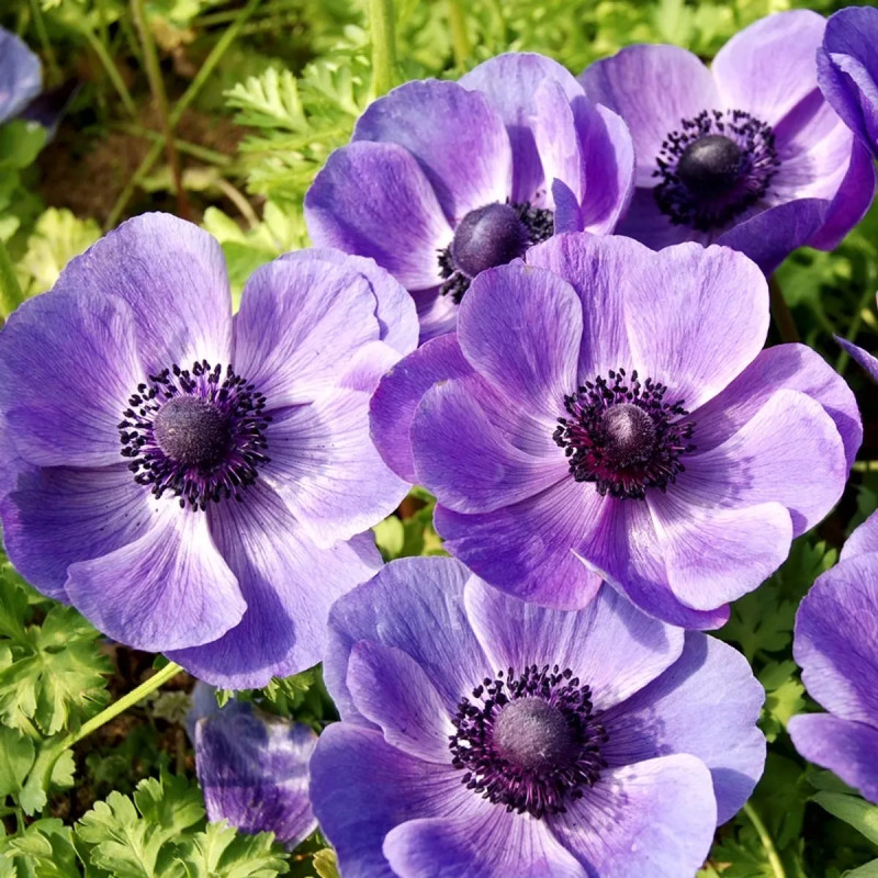 Anémone 'Mr. Fokker' - Anemone coronaria | Achat direct au producteur