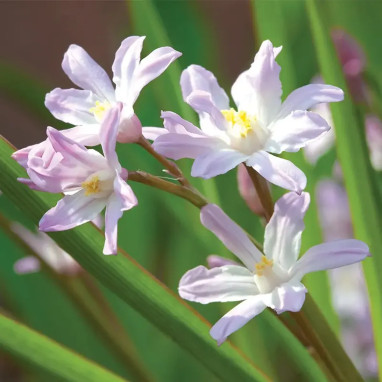 Chionodoxa 'Pink Giant' - Gloire des Neiges | Achat producteur