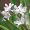 Chionodoxa Forbesii Pink Giant