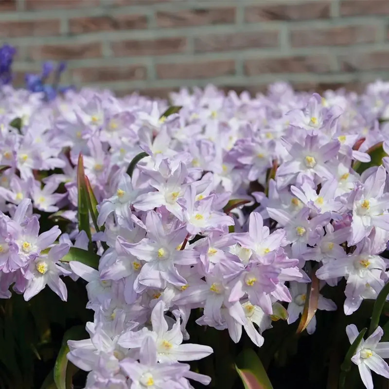 Chionodoxa forbesii 'Pink Giant' - Chionodoxa | Achat direct au producteur