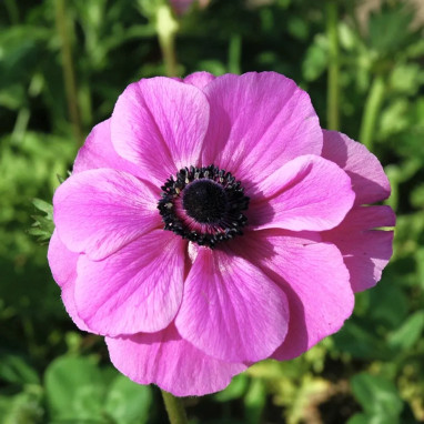 Anémone 'Sylphide' - Anemone coronaria | Achat direct au producteur