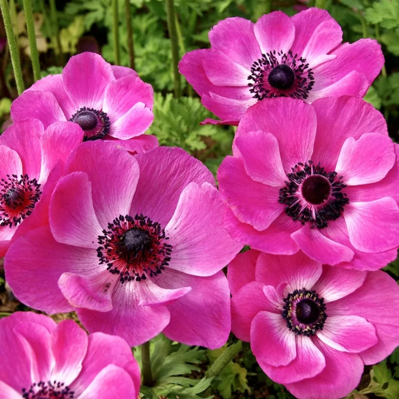 Anémone 'Sylphide' - Anemone coronaria | Achat direct au producteur