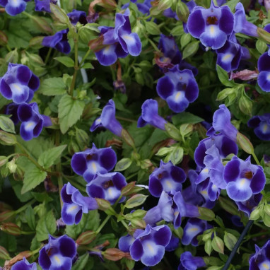 Torenia 'Summer Wave' Bleu Violet | Achat direct au producteur