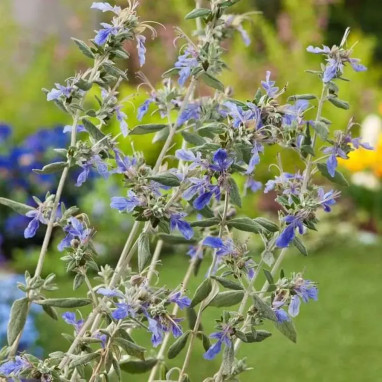 Teucrium fruticans - Germandrée arbustive | Achat direct au producteur