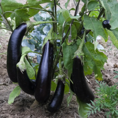 Aubergine 'Kazimir' violette - Solanum | Achat direct au producteur