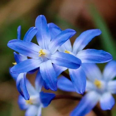 Chionodoxa luciliae - Gloire des neiges | Achat direct au producteur