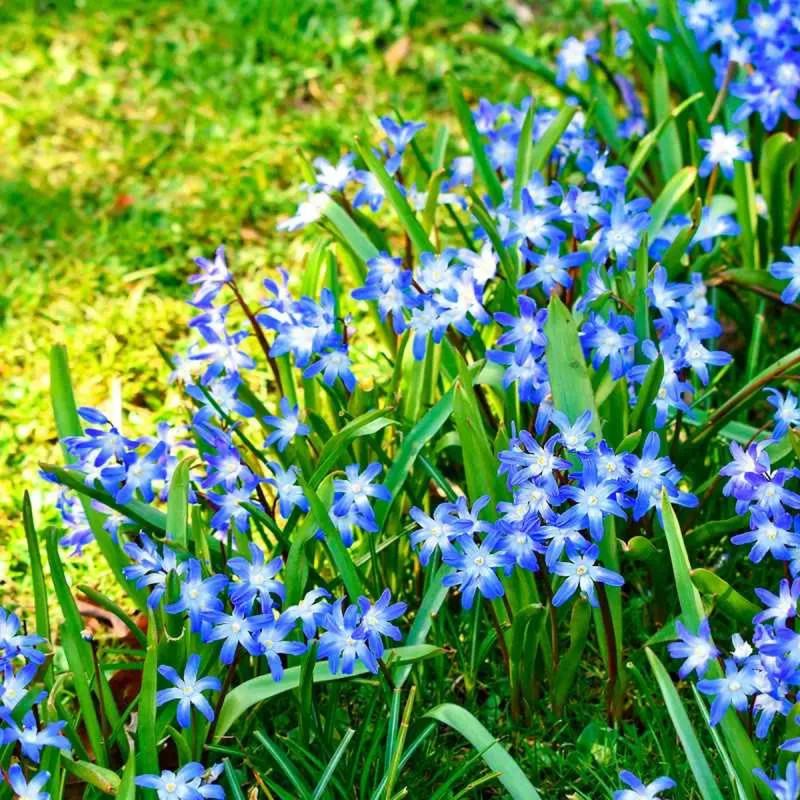 Chionodoxa luciliae - Gloire des neiges | Achat direct au producteur