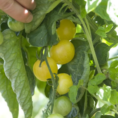Tomate cerise 'Solena Yellow' - Solanum | Achat direct au producteur