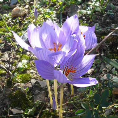 Crocus Speciosus - Crocus | Achat direct au producteur