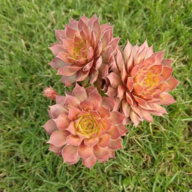 Sempervivum 'Gold Rush' - Joubarbe | Achat direct au producteur