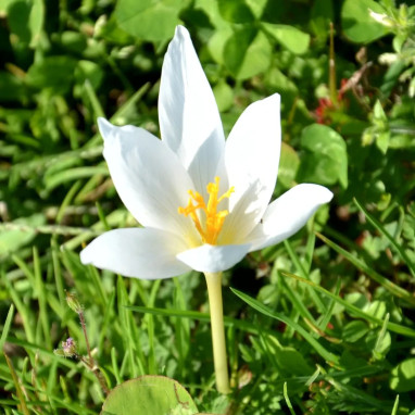 Crocus speciosus 'Albus' - Crocus | Achat direct au producteur