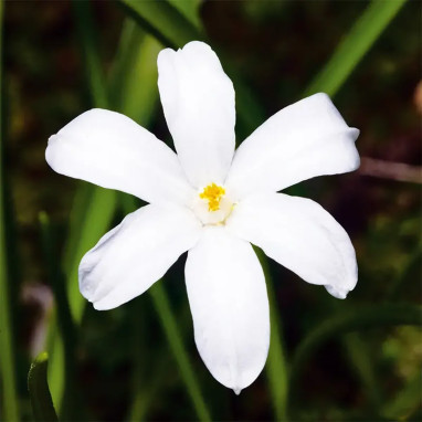 Chionodoxa luciliae Alba - Gloire des Neiges | Achat producteur