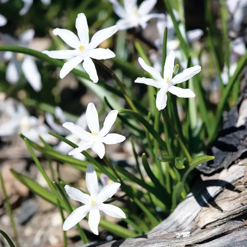 Chionodoxa luciliae Alba - Gloire des Neiges | Achat producteur