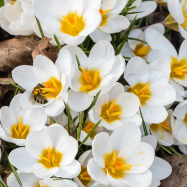 Crocus 'Ard Schenk' - Crocus chrysanthus | Achat direct producteur