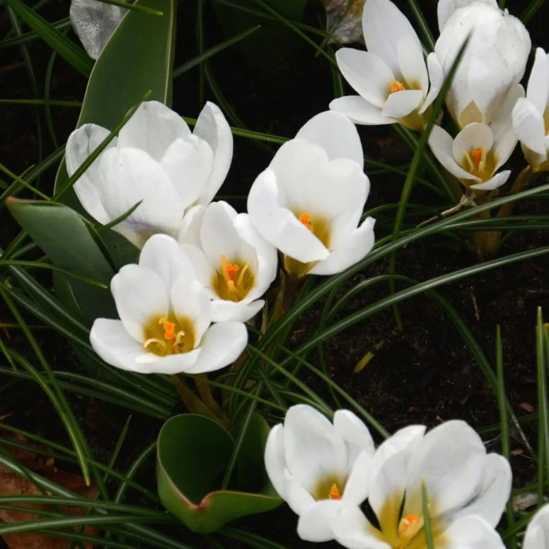 Crocus 'Ard Schenk' - Crocus chrysanthus | Achat direct producteur