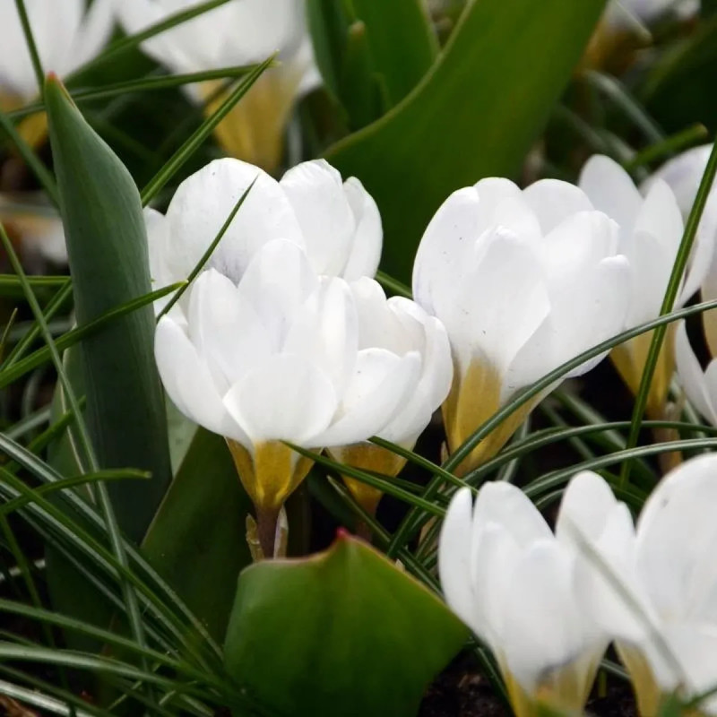 Crocus 'Ard Schenk' - Crocus chrysanthus | Achat direct producteur