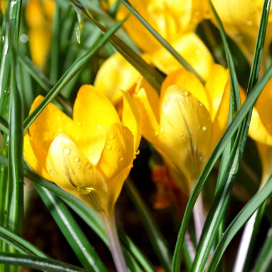 Crocus Botanique 'Cream Beauty' - Crocus | Achat direct au producteur