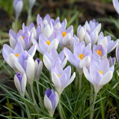 Crocus chrysanthus 'Lilac Beauty' - Crocus | Achat direct au producteur