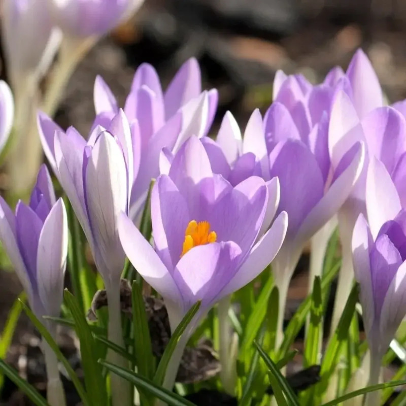 Crocus chrysanthus 'Lilac Beauty' - Crocus | Achat direct au producteur