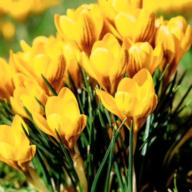 Crocus chrysanthus 'Orange Monarch' | Achat direct au producteur