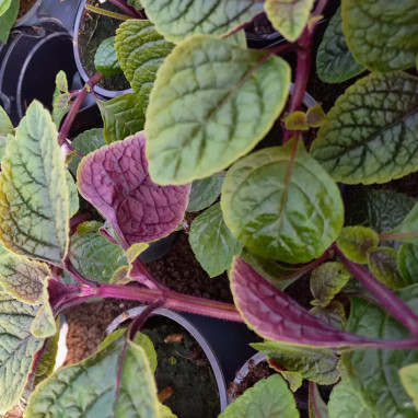 Plectranthus ambiguus 'Nico' | Achat direct au producteur