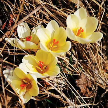 Crocus chrysanthus 'Romance' - Crocus | Achat direct au producteur