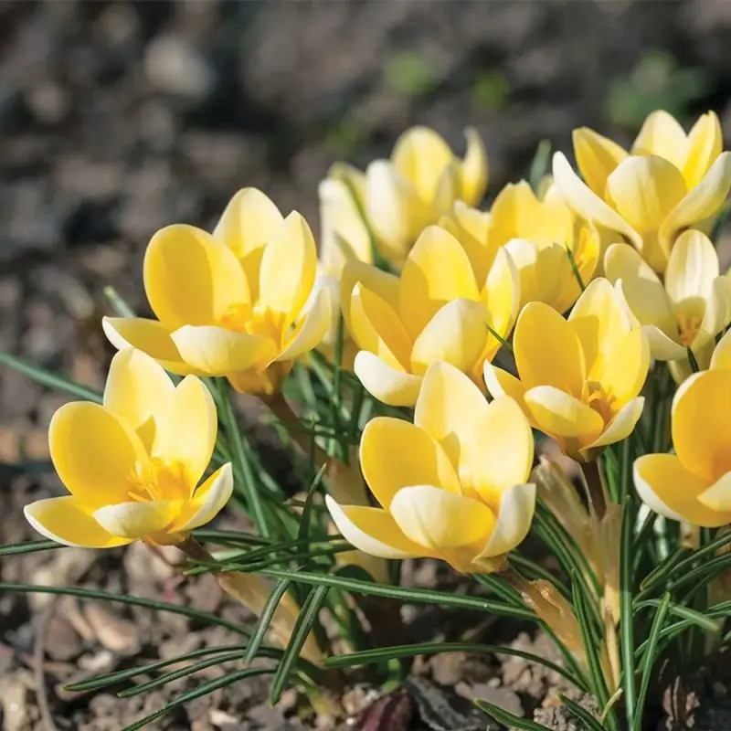 Crocus chrysanthus 'Romance' - Crocus | Achat direct au producteur