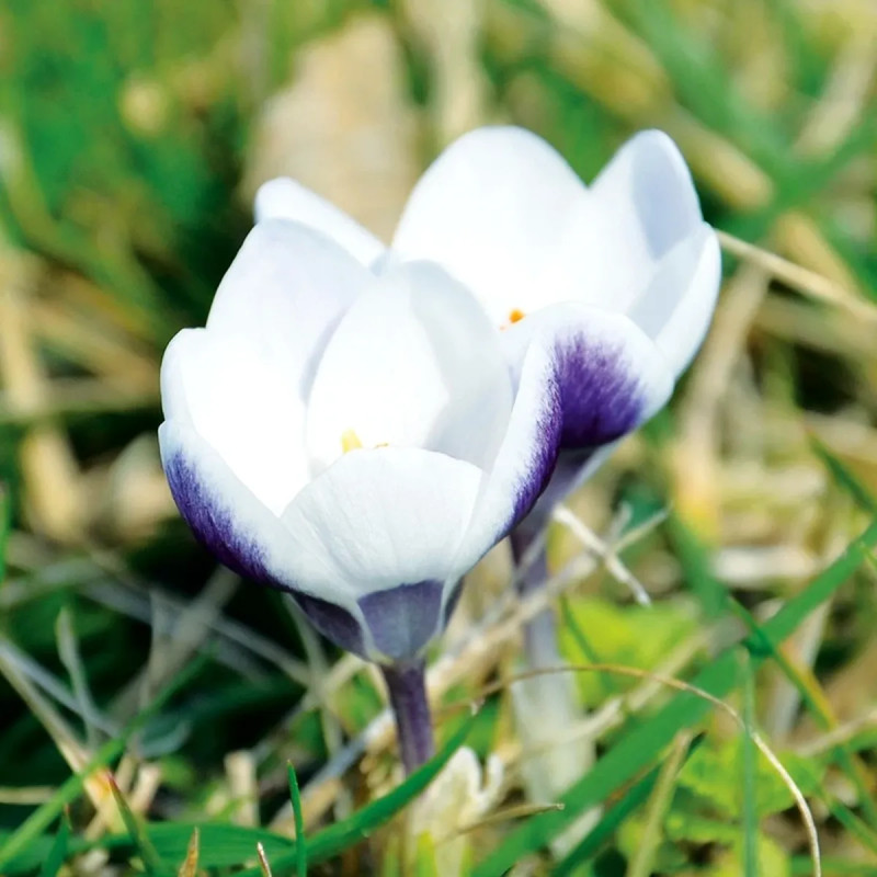 Crocus 'Prins Claus' - Crocus chrysanthus | Achat direct au producteur