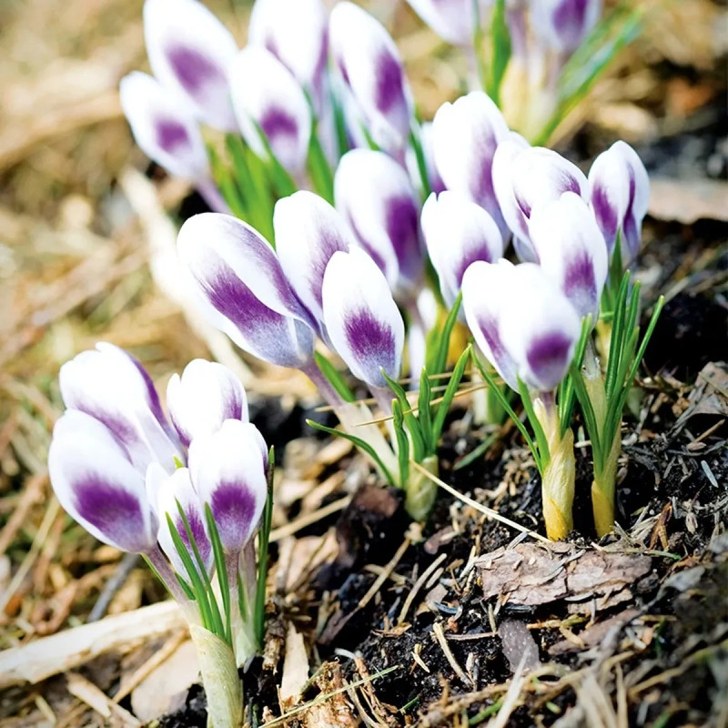 Crocus 'Prins Claus' - Crocus chrysanthus | Achat direct au producteur