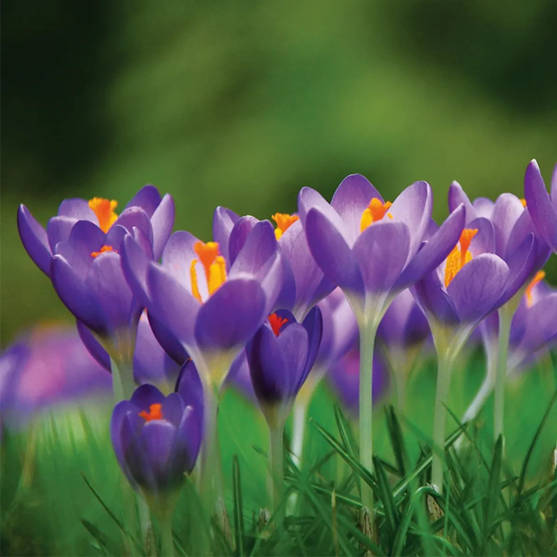 Crocus 'Ruby Giant' - Crocus tommasinianus | Achat producteur