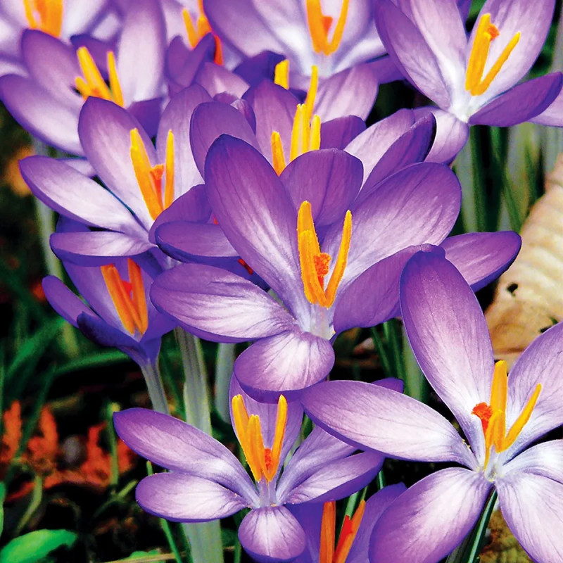 Crocus 'Ruby Giant' - Crocus tommasinianus | Achat producteur